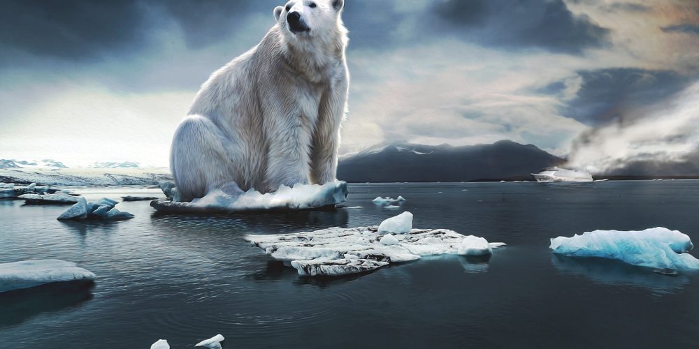 Gestión CO2 cómo compensar tu huella de carbono