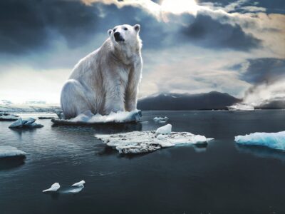 Gestión CO2 cómo compensar tu huella de carbono