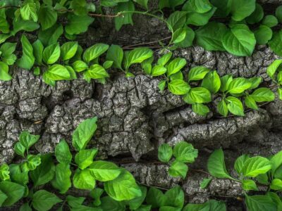 índice de recuperación