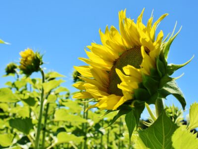 Cuidar el medio ambiente