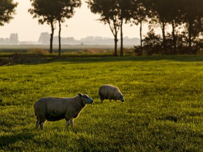 huella de carbono 2021 acs recycling