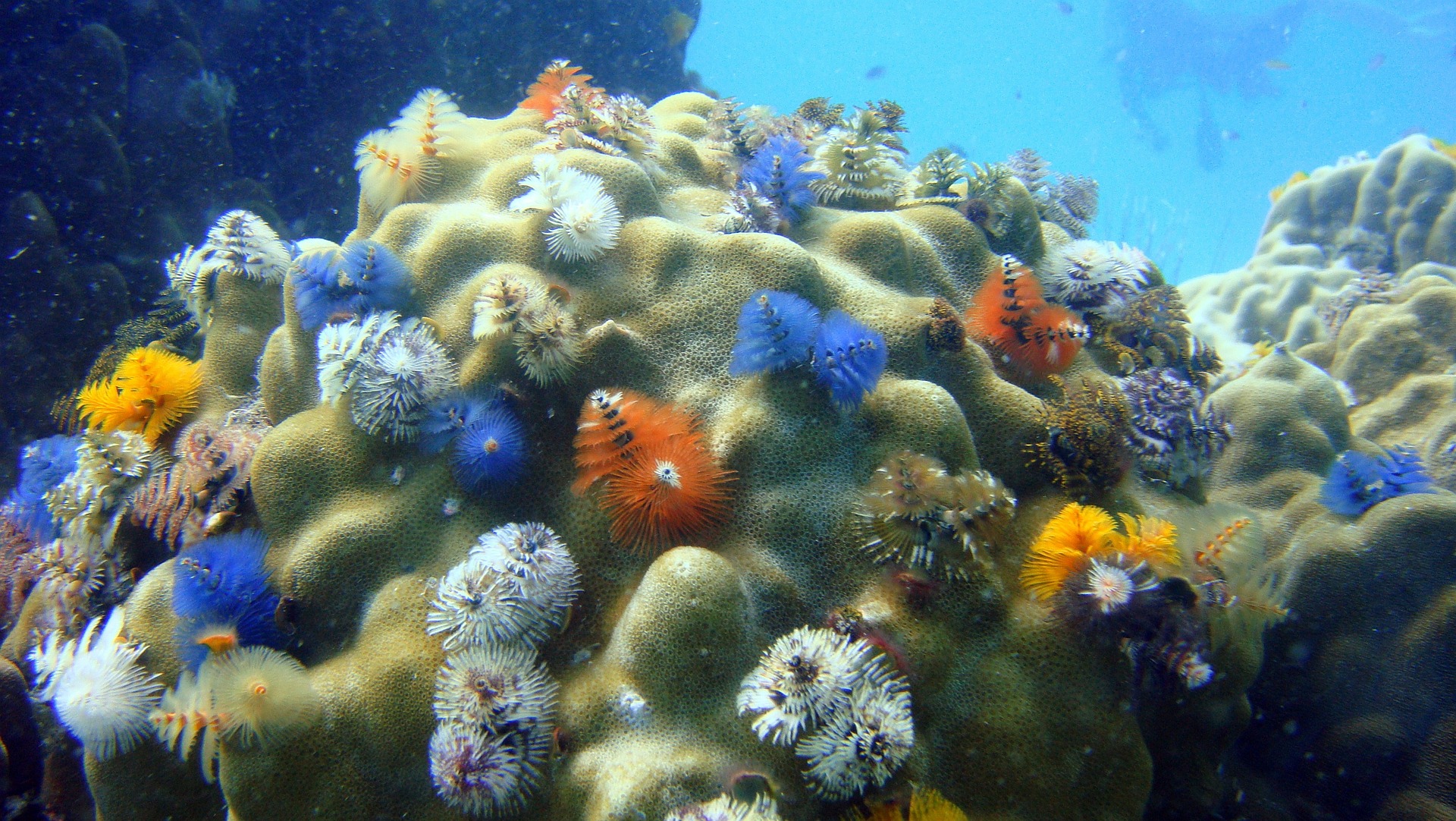 5 beneficios de los ecosistemas marinos que desconoces