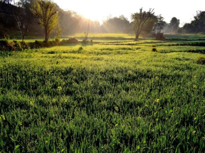salud ambiental, cómo perjudica